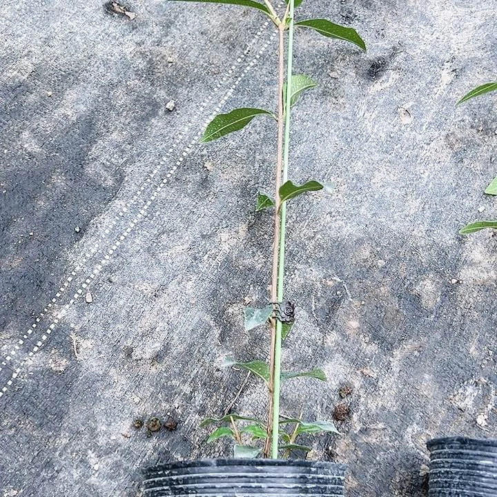 珍珠芭乐D*5257889