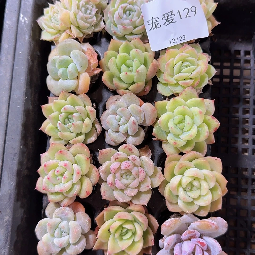 直播福利一物一拍129