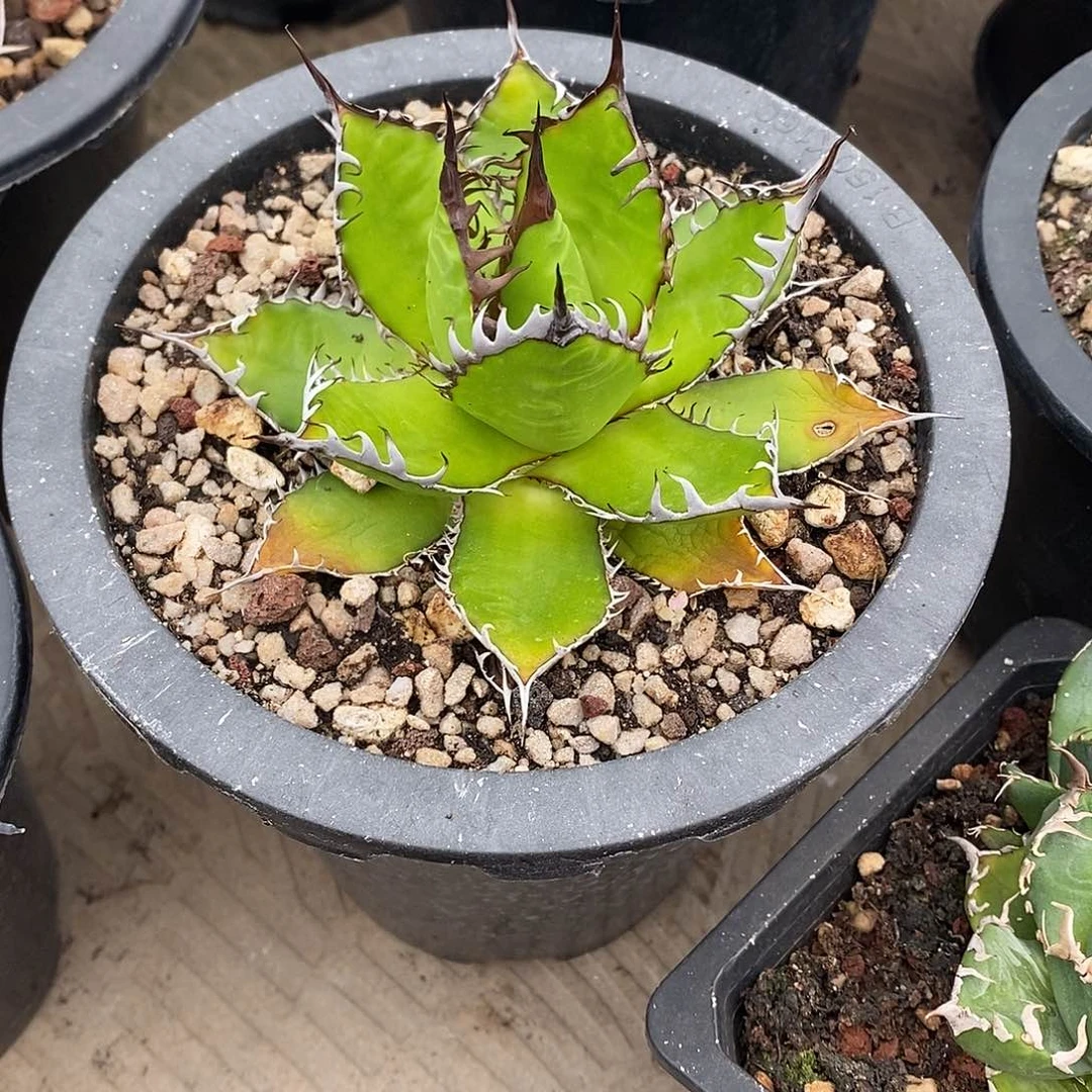 多肉植物龙蛇兰植物