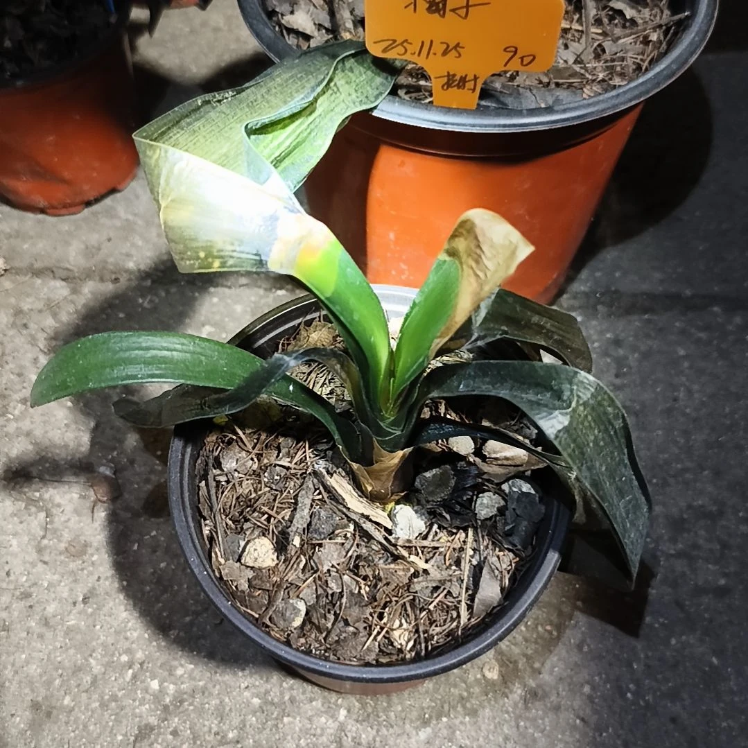 君***下完全开放盲盒小苗特惠残叶一棵无售后