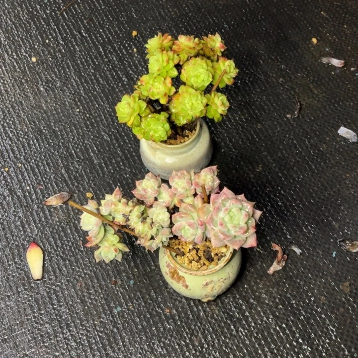 霜花啦牡丹向阳两颗