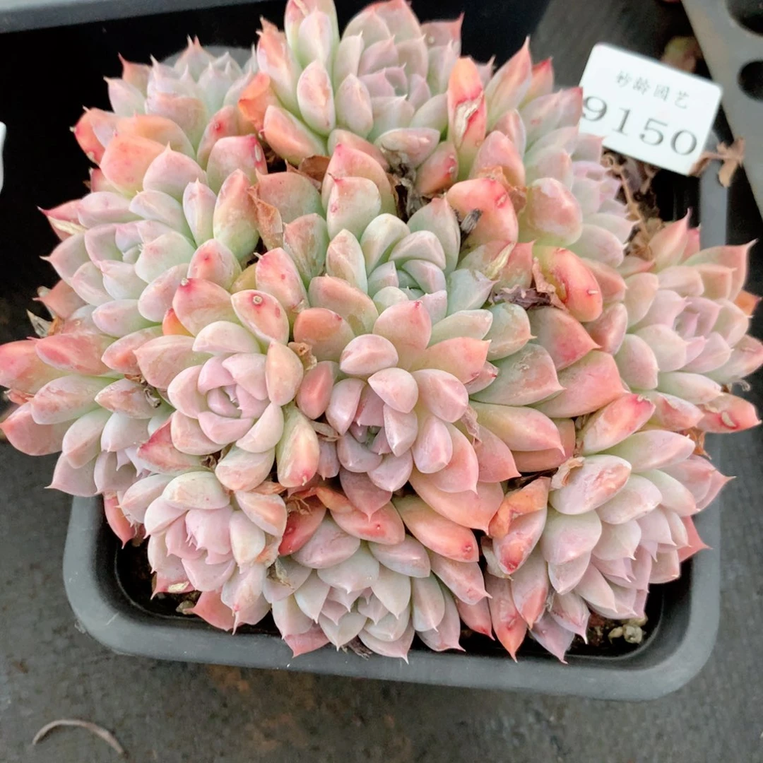 @150不包整散掉头特价处理