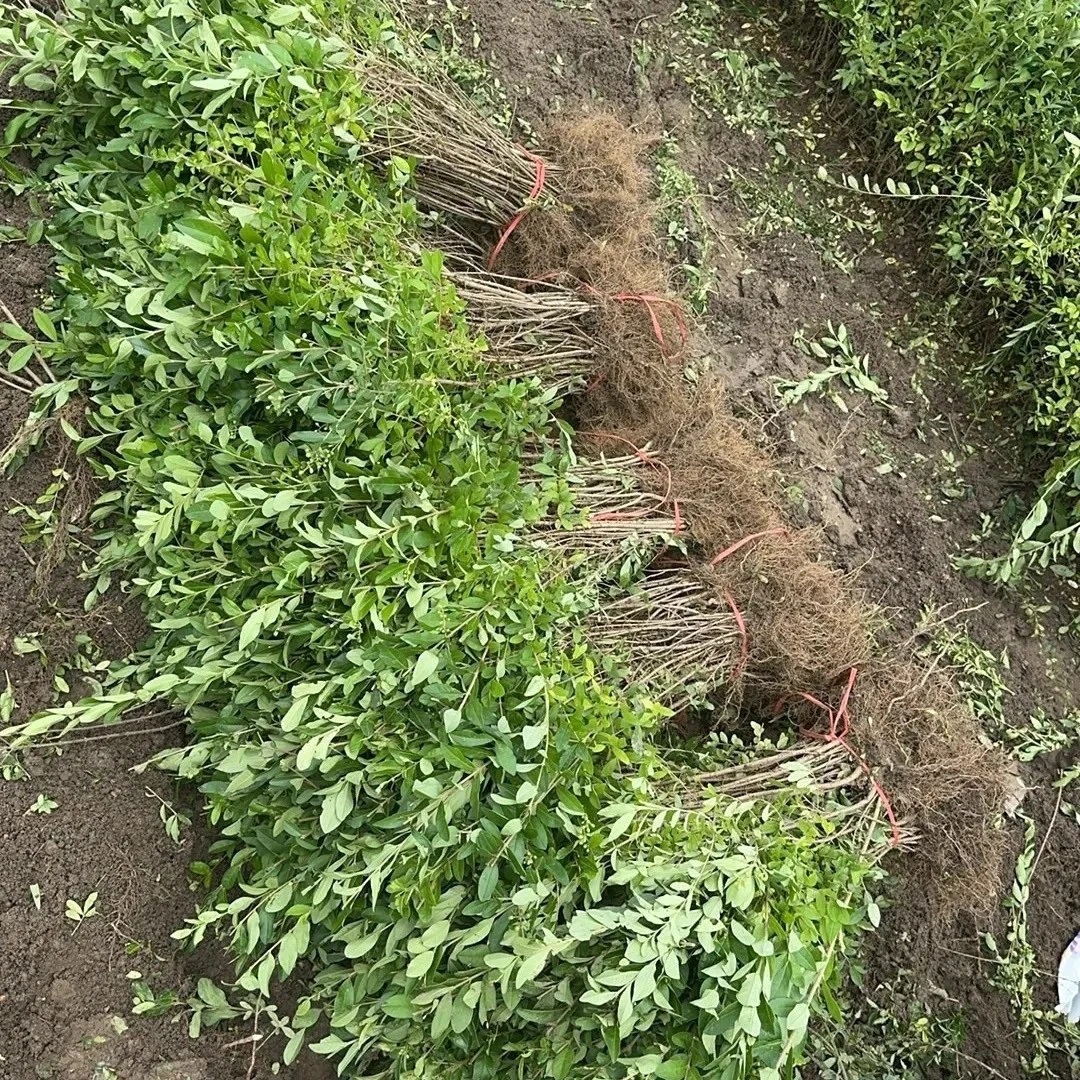 水蜡树苗水蜡球庭院绿篱篱笆苗木绿化工程苗南北东北耐寒耐旱植物