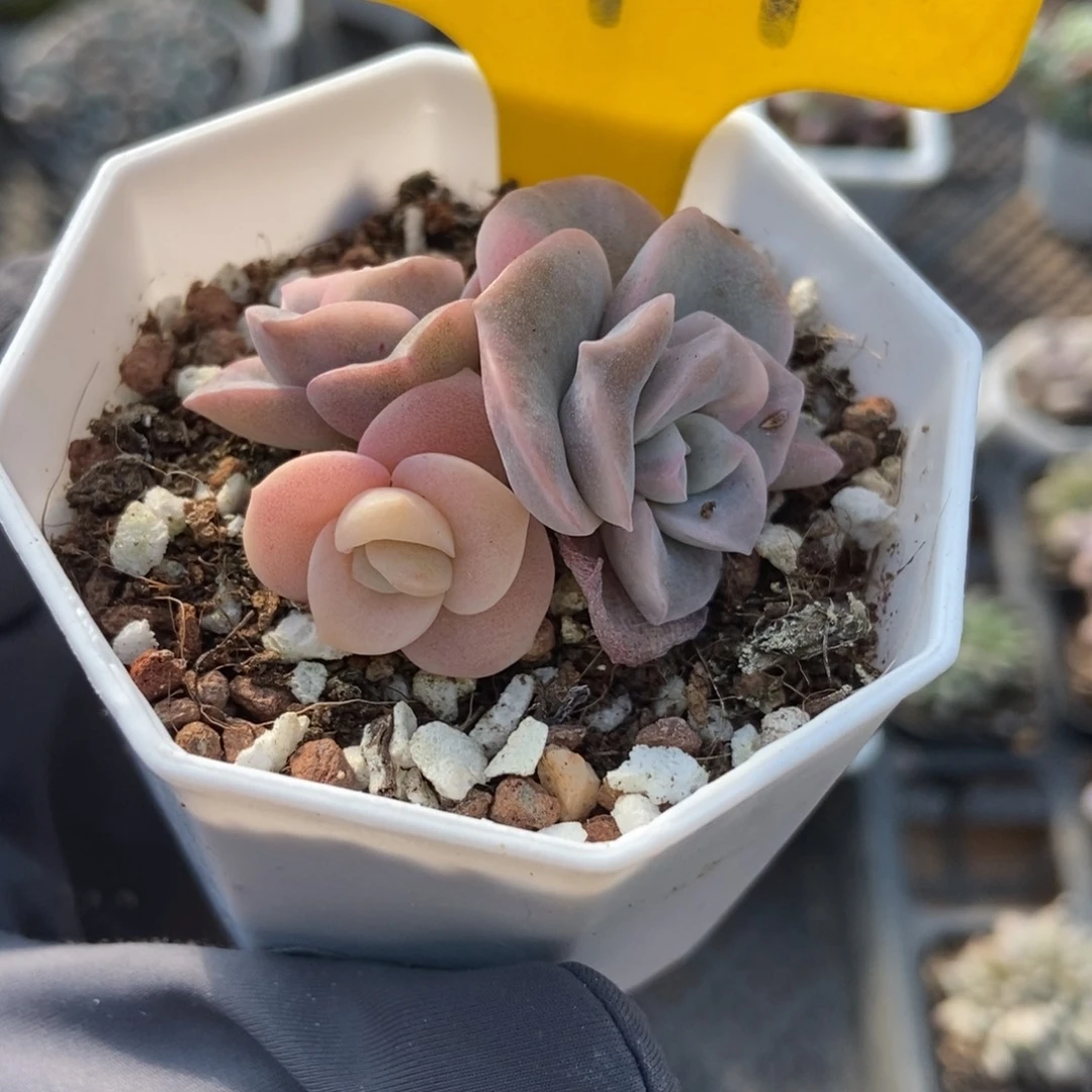 797可爱玫瑰锦多肉