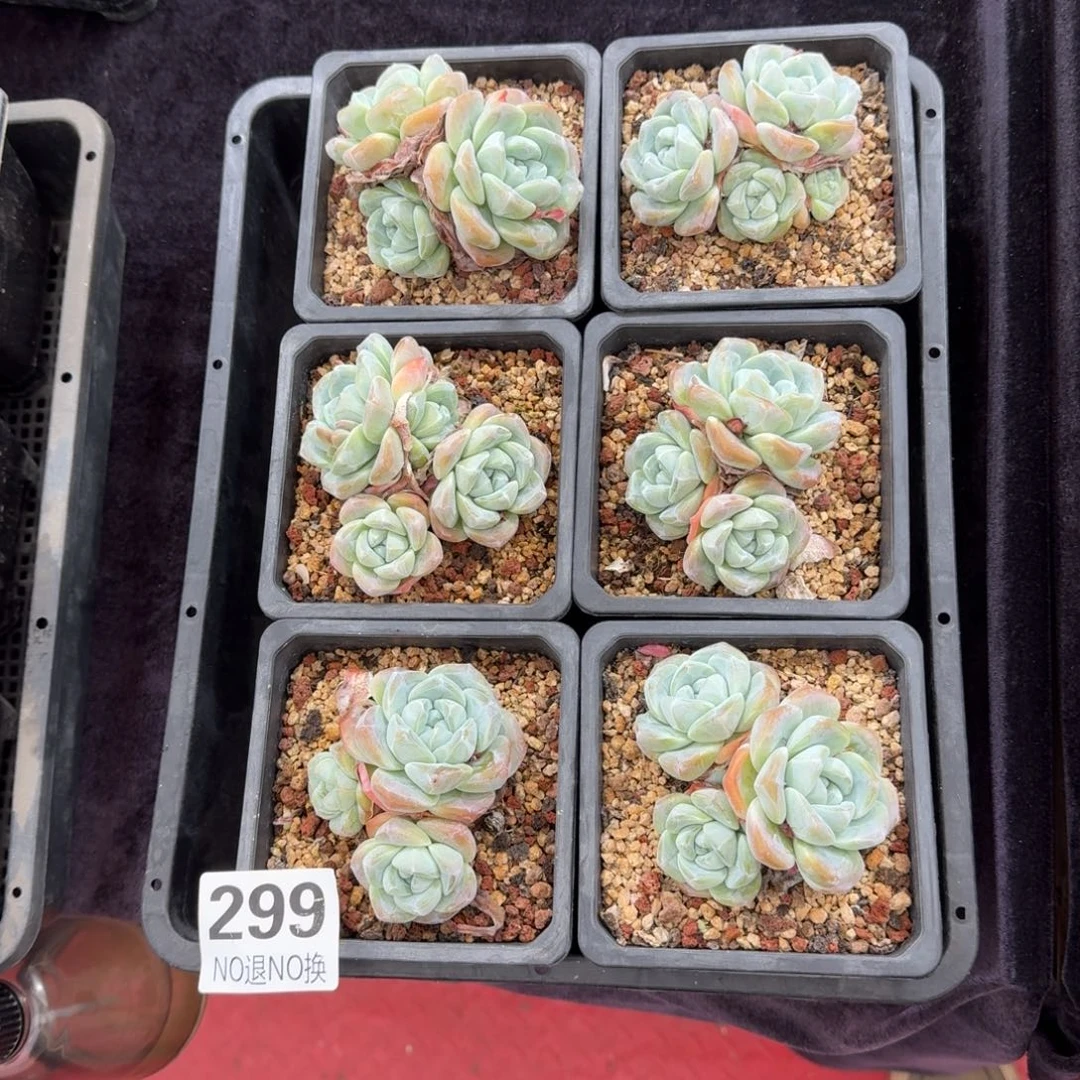 6颗一起一物一拍299