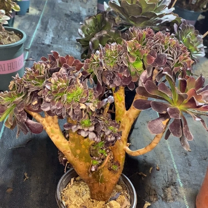 欧紫缀多肉植物39