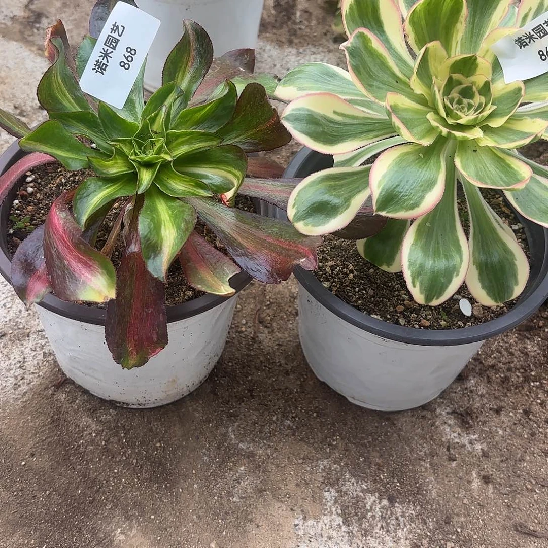 中班燕子锦多肉植物867-68