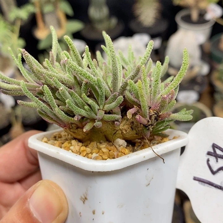 实生天赐459号4.5cm