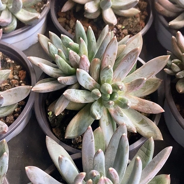 137。炫彩星。双头。