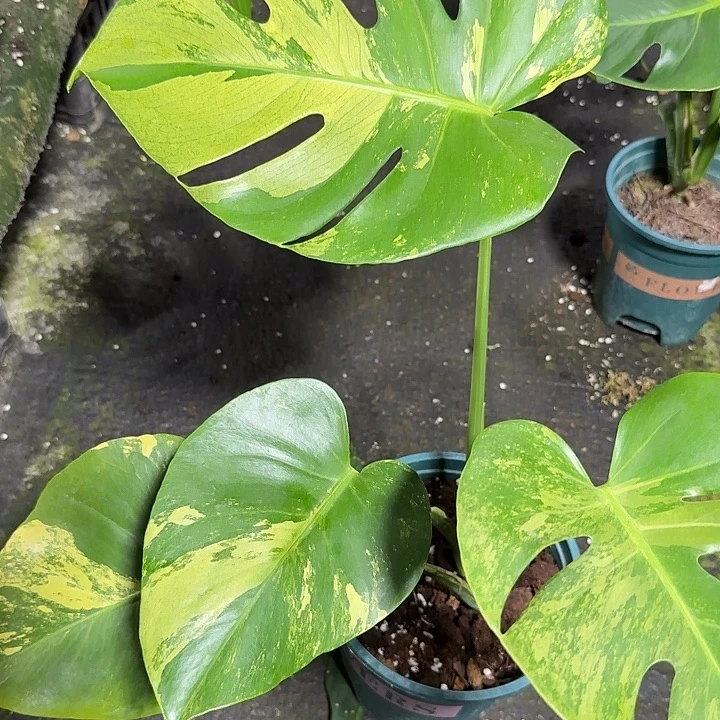 然***然无花朵黄薄荷龟背竹河北