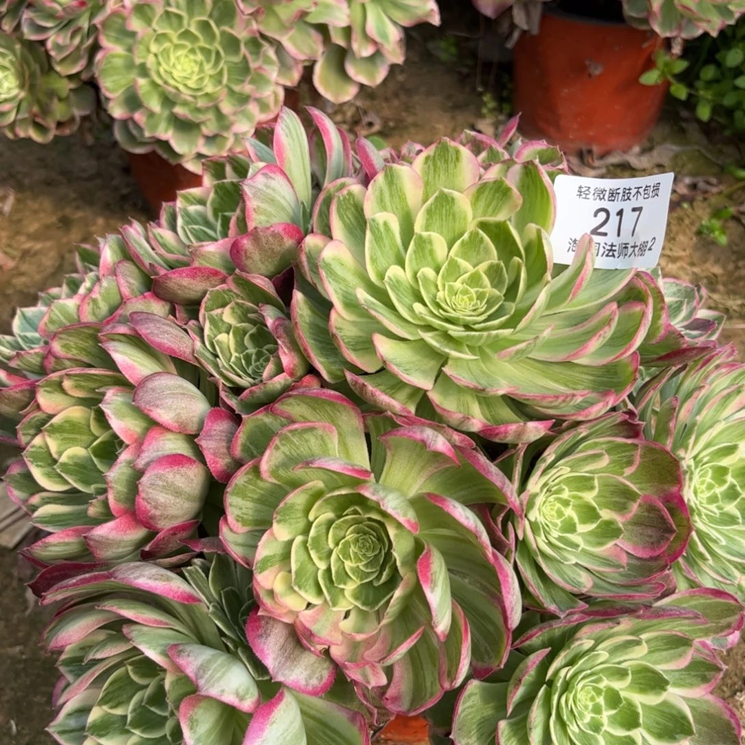 217水蜜桃多肉植物法师