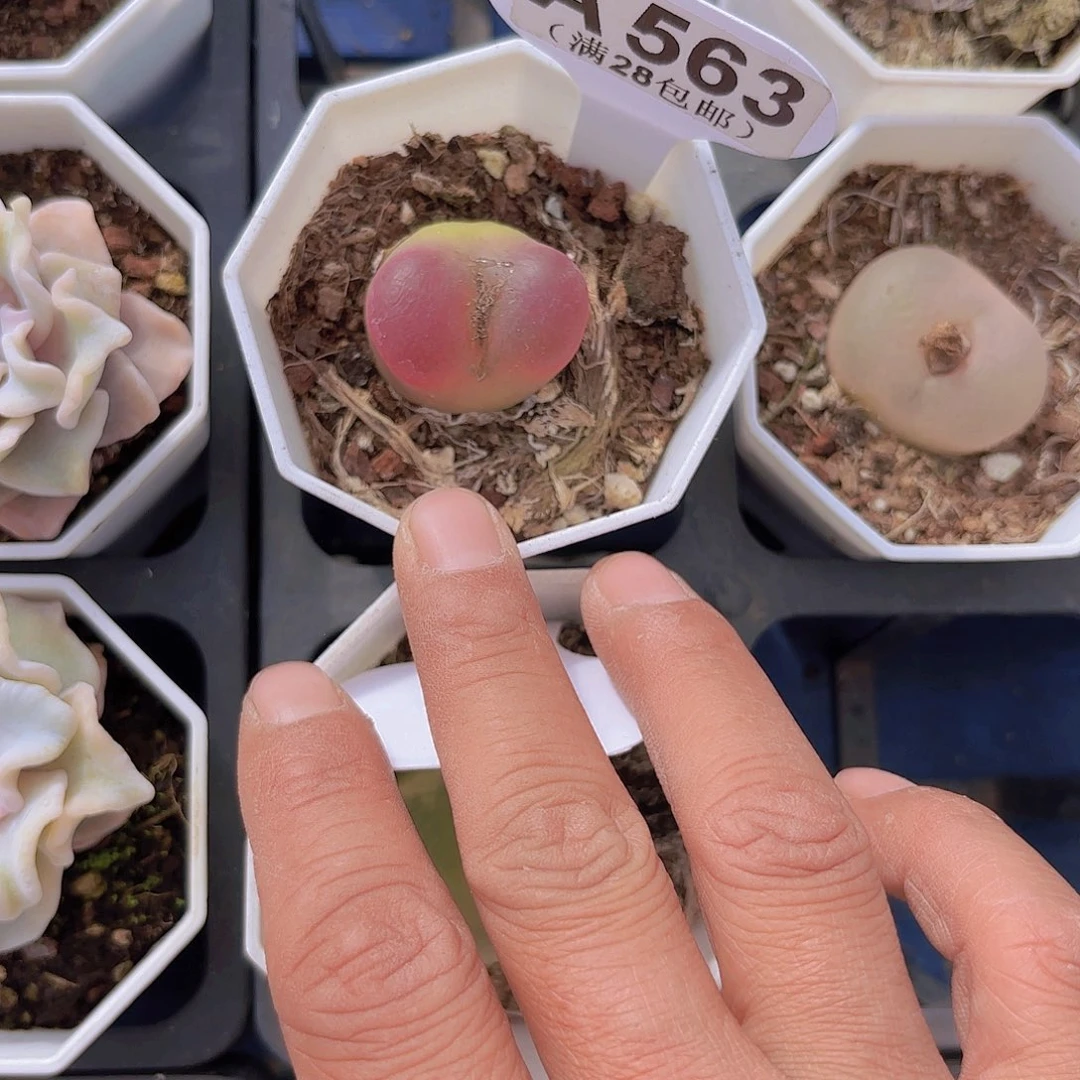 青*果A563毛汗哦一物一拍