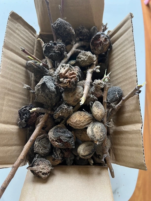 正宗毛桃正月老桃树桃枭桃核恋枝桃奴经冬不落手串饰品挂件本命年