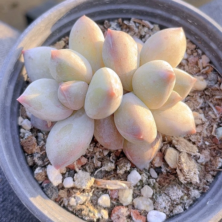 多肉植物多肉植物