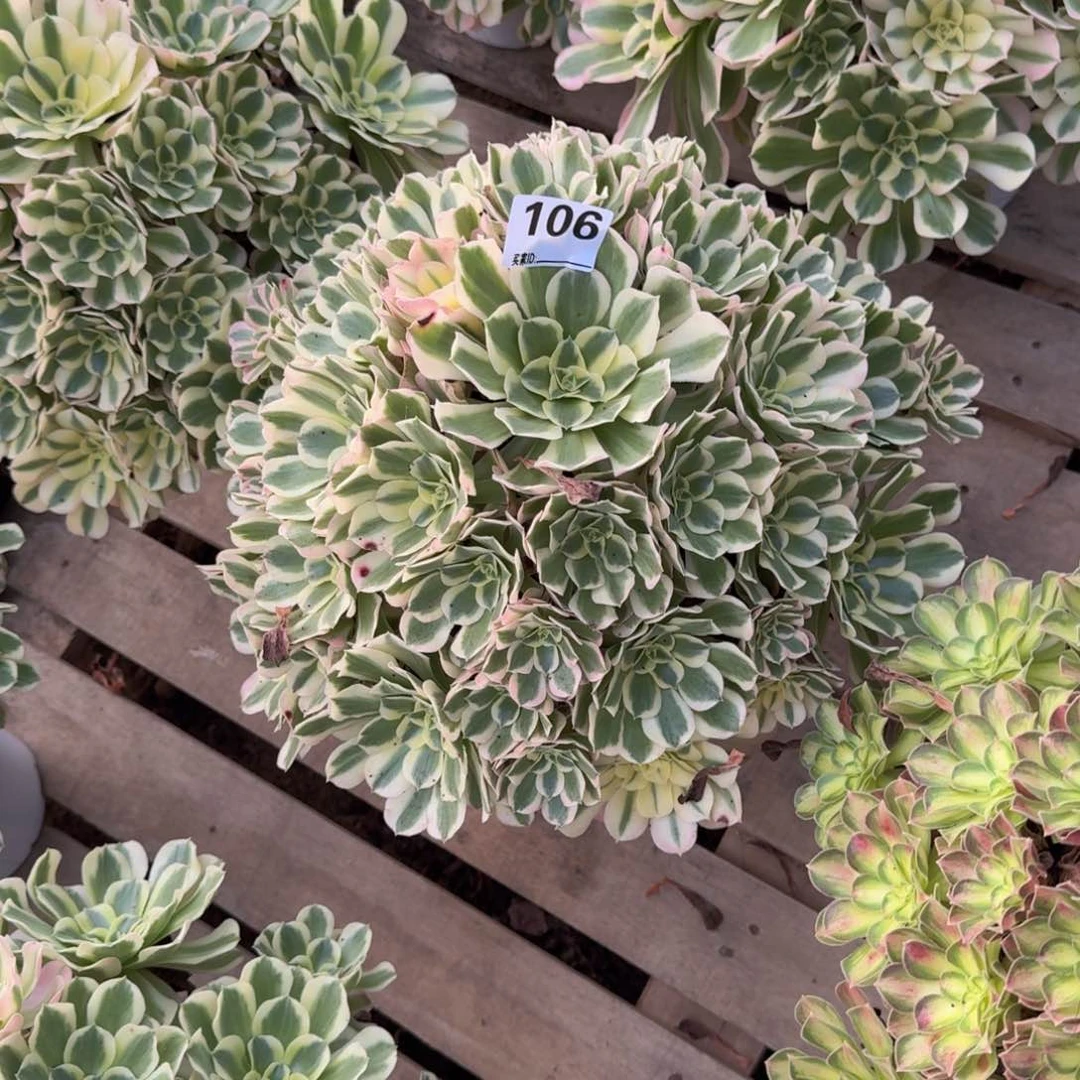 106白凤多肉植物