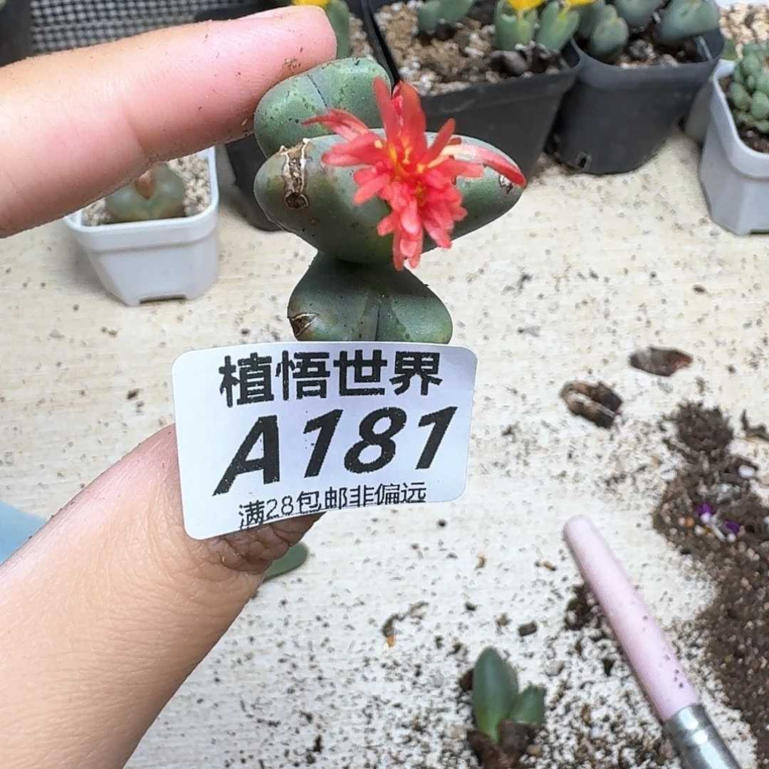 多肉植物的润泽fgh