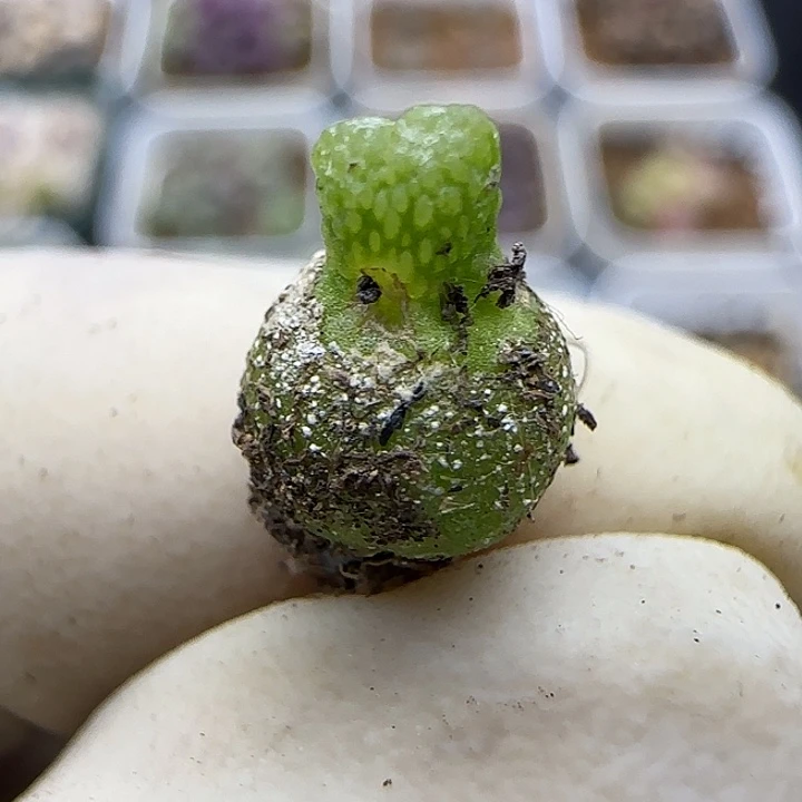 140园艺优选葫芦