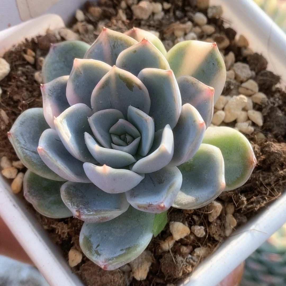 202不知名杂锦锦锦锦锦锦