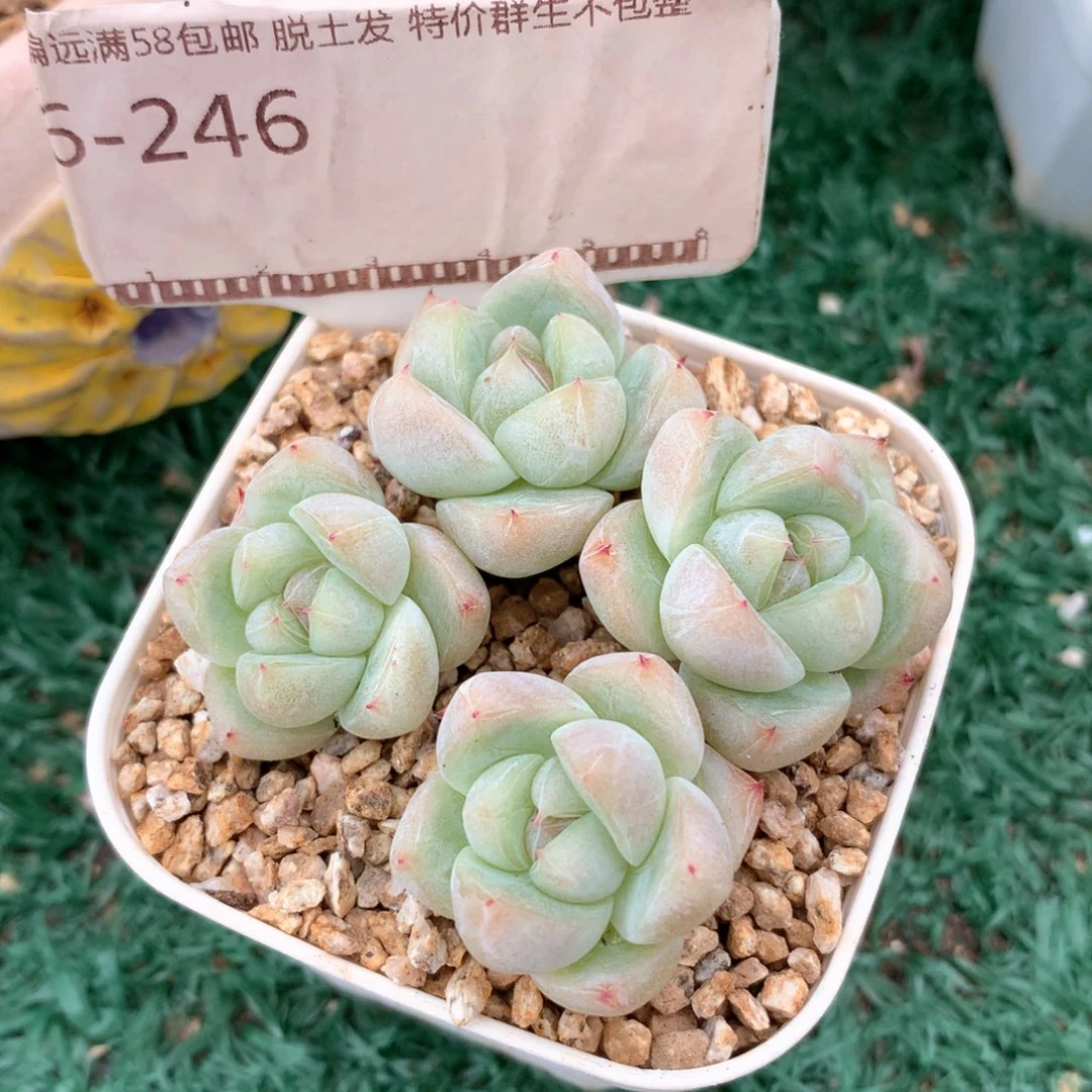 白泽自然群精品多肉