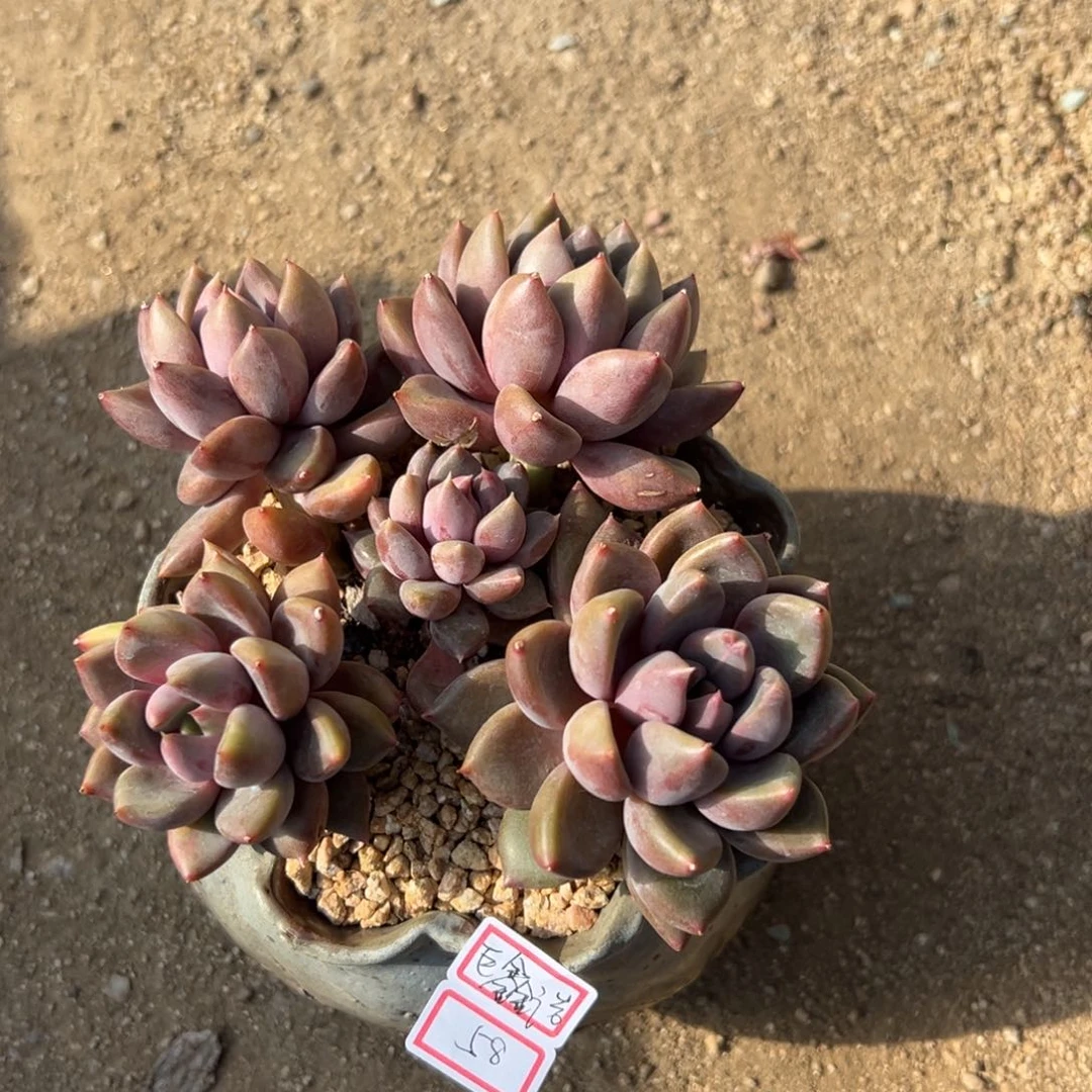 巨**告1111111111111111111