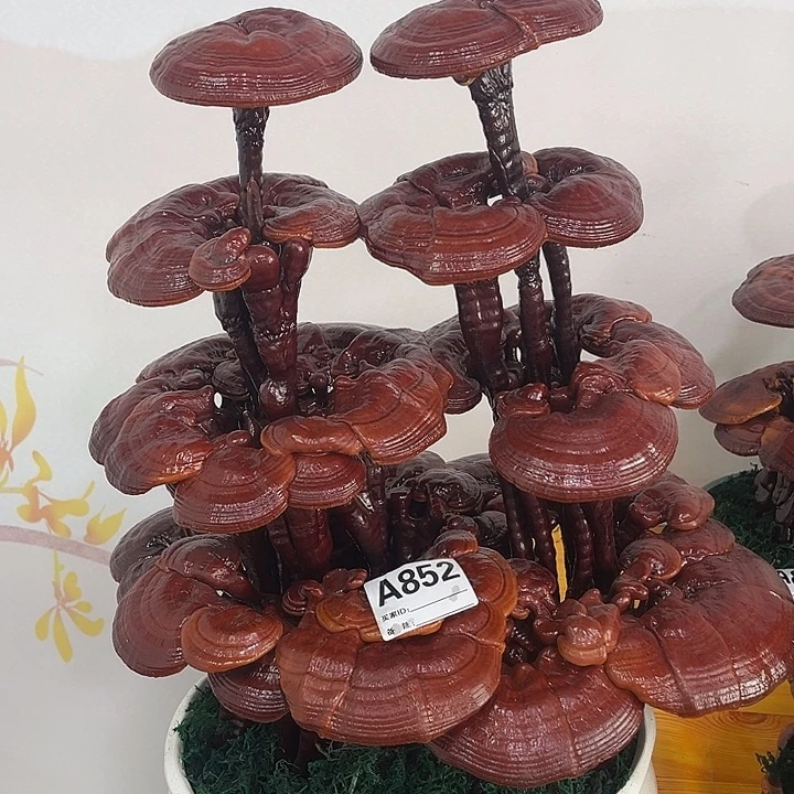 全部花朵8888888888888888888