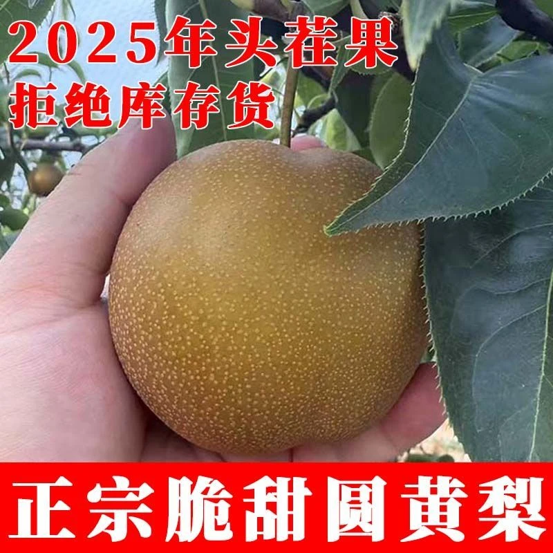 新鲜黄皮梨子黄冠梨湖北本地梨甜梨酥脆梨现摘水果黄圆梨5斤大果