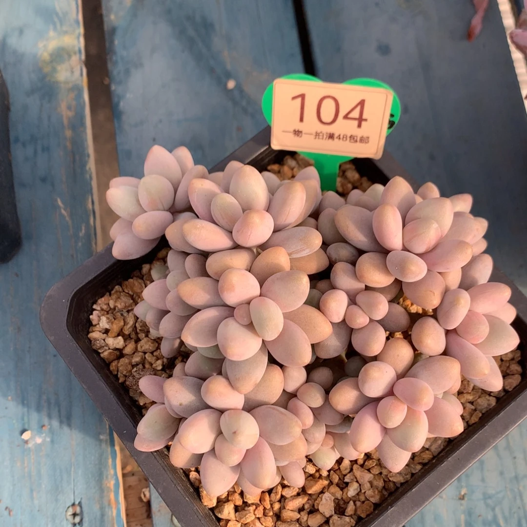 崔***号蜜多丽无砍平头104