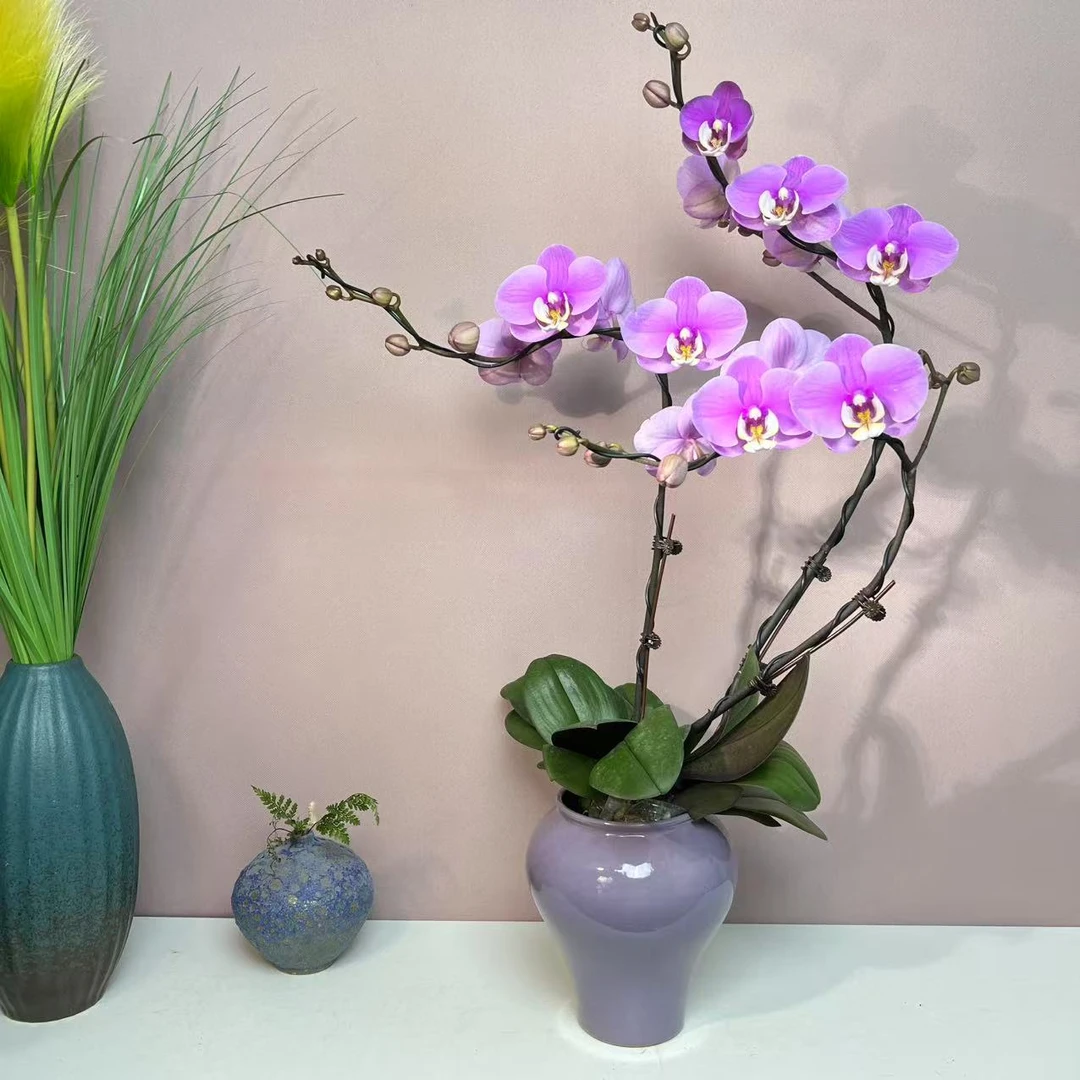 兰语优选【安娜】精品蝴蝶兰室内绿植花卉高端艺术组盆系列盆