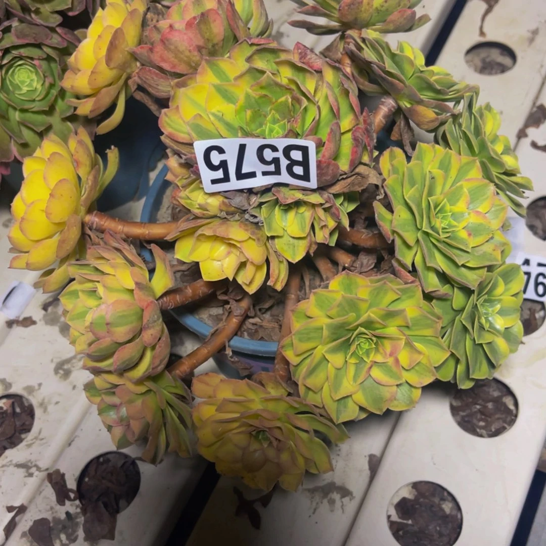 雨荷法师7//////5包邮
