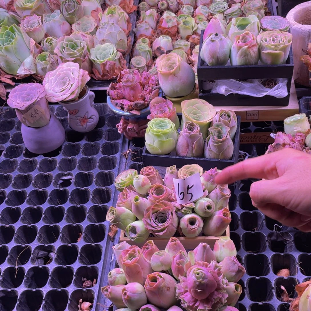 N****0多肉植物花卉65