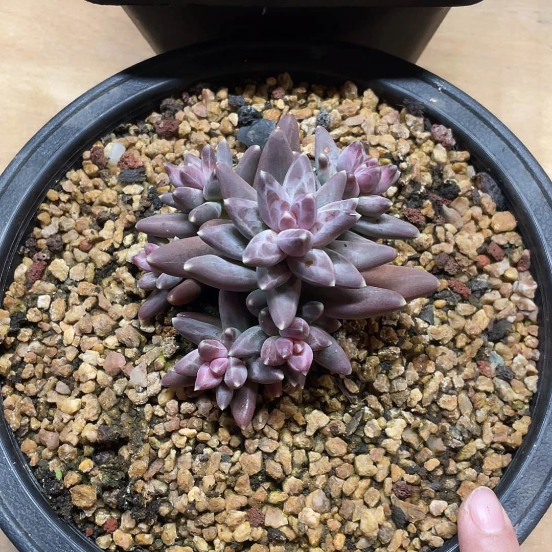 多肉植物的生长发育与生长发育