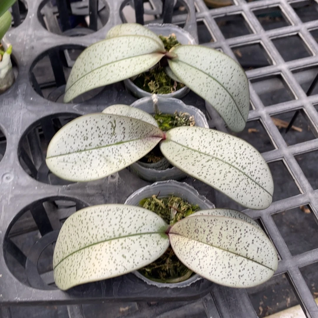 当前无花栽培后可以开花超银西一颗