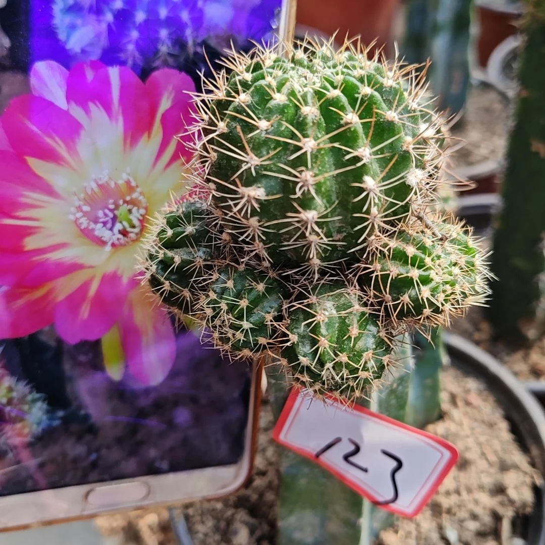 丽花火焰凤7头龙神木都123