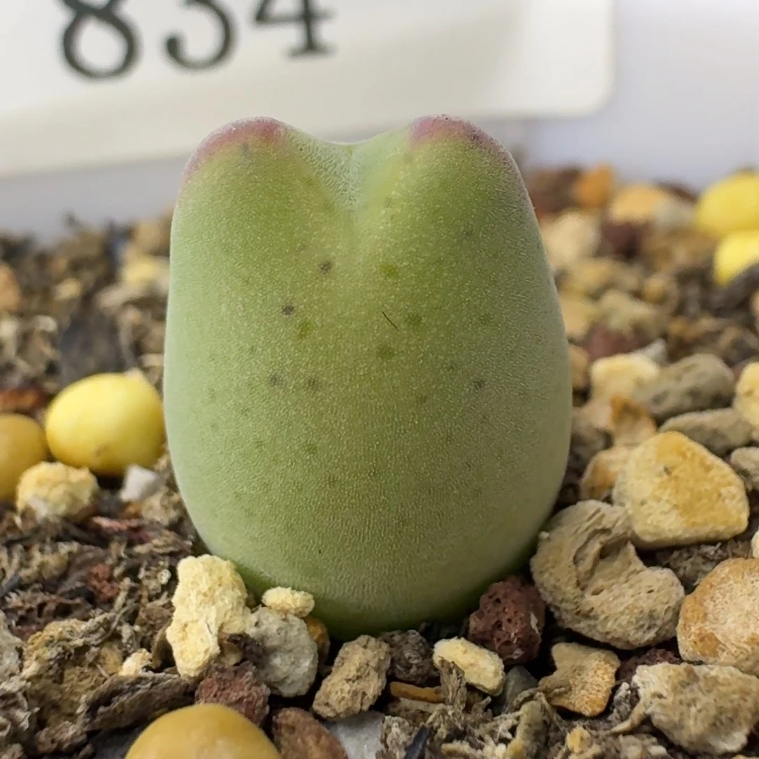 834 毛胖子小苗。