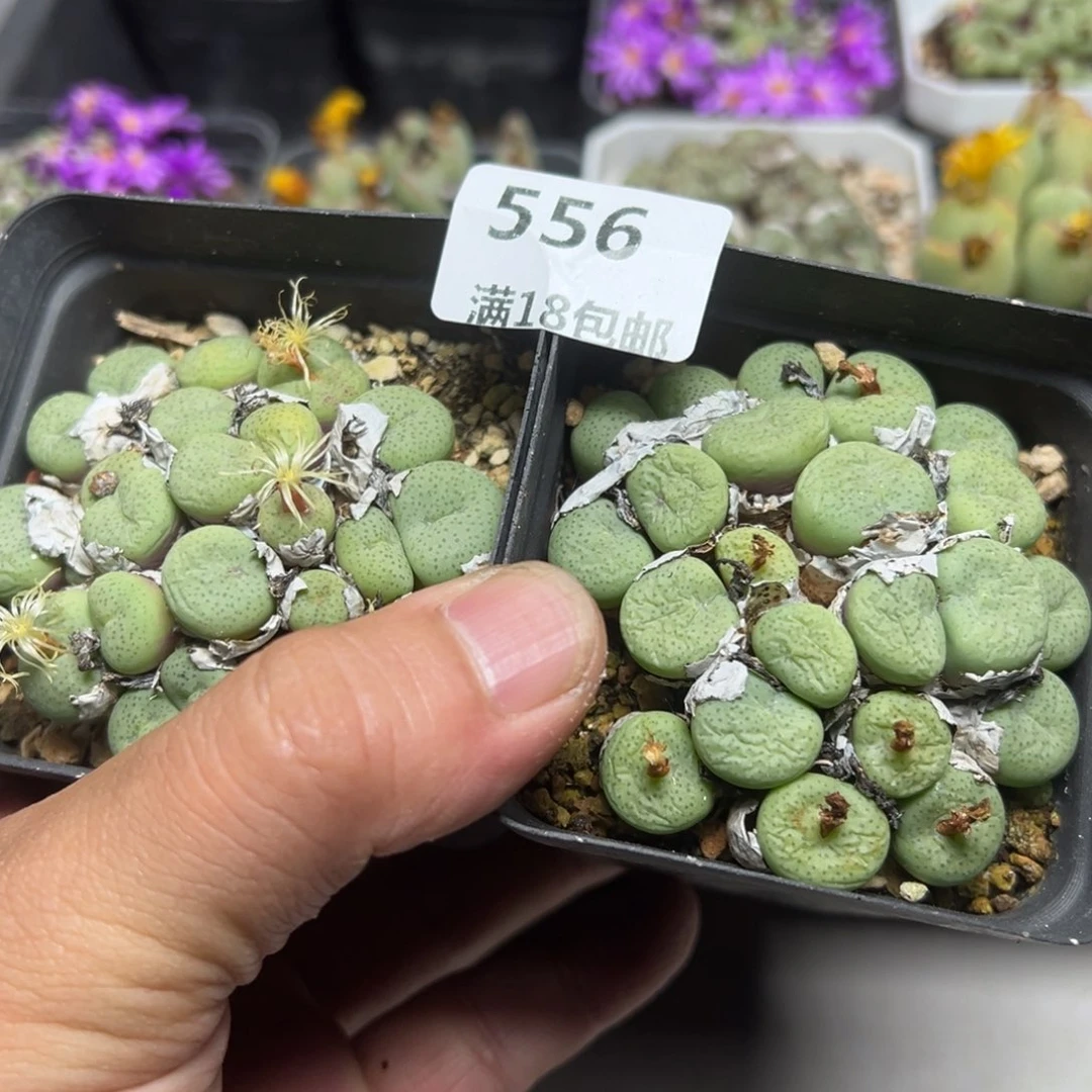 【闪购商品】花*缺 556。