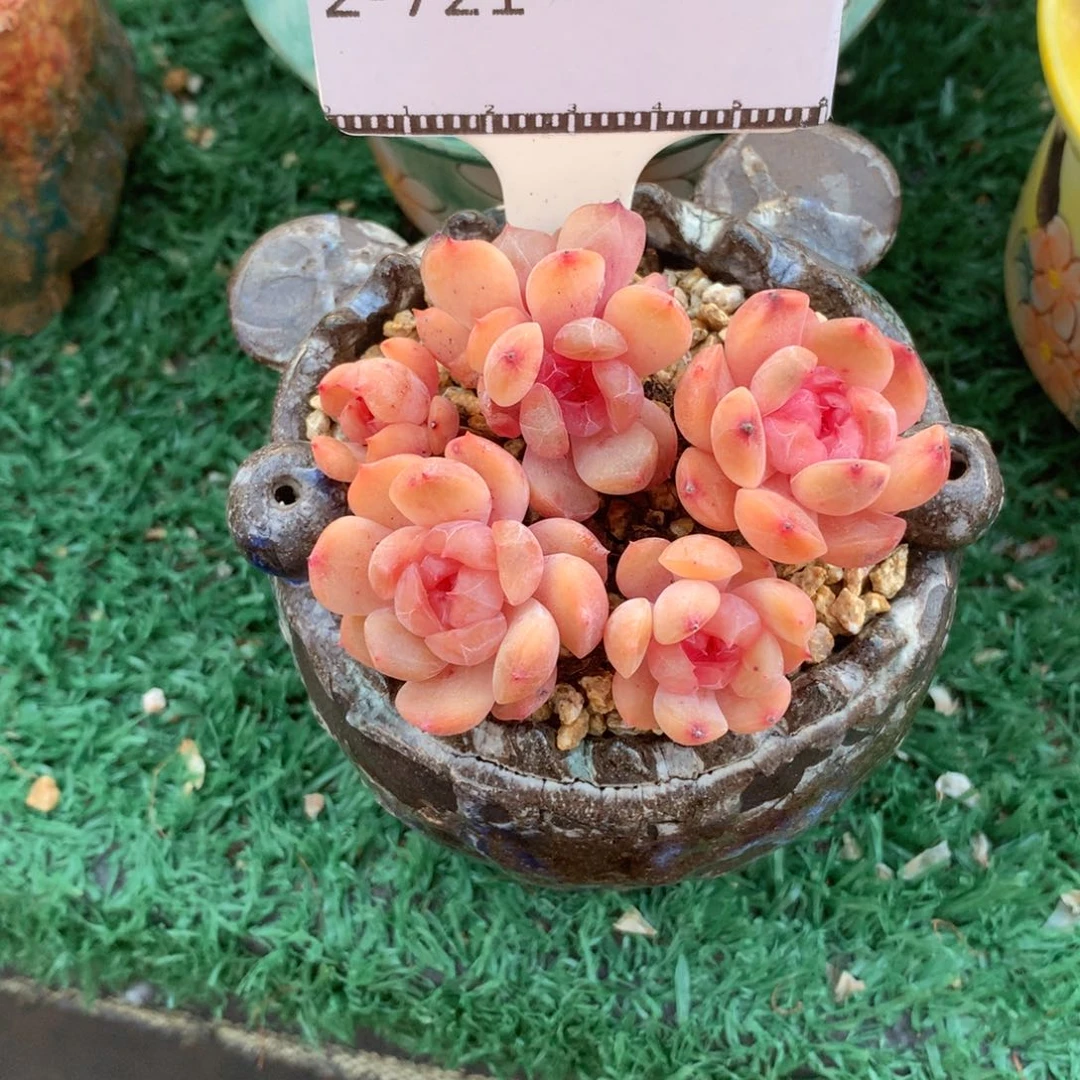 红色恋人老桩自然群