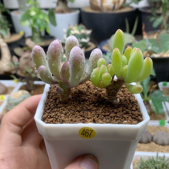 小卡拉菲厚敦菊2颗脱土