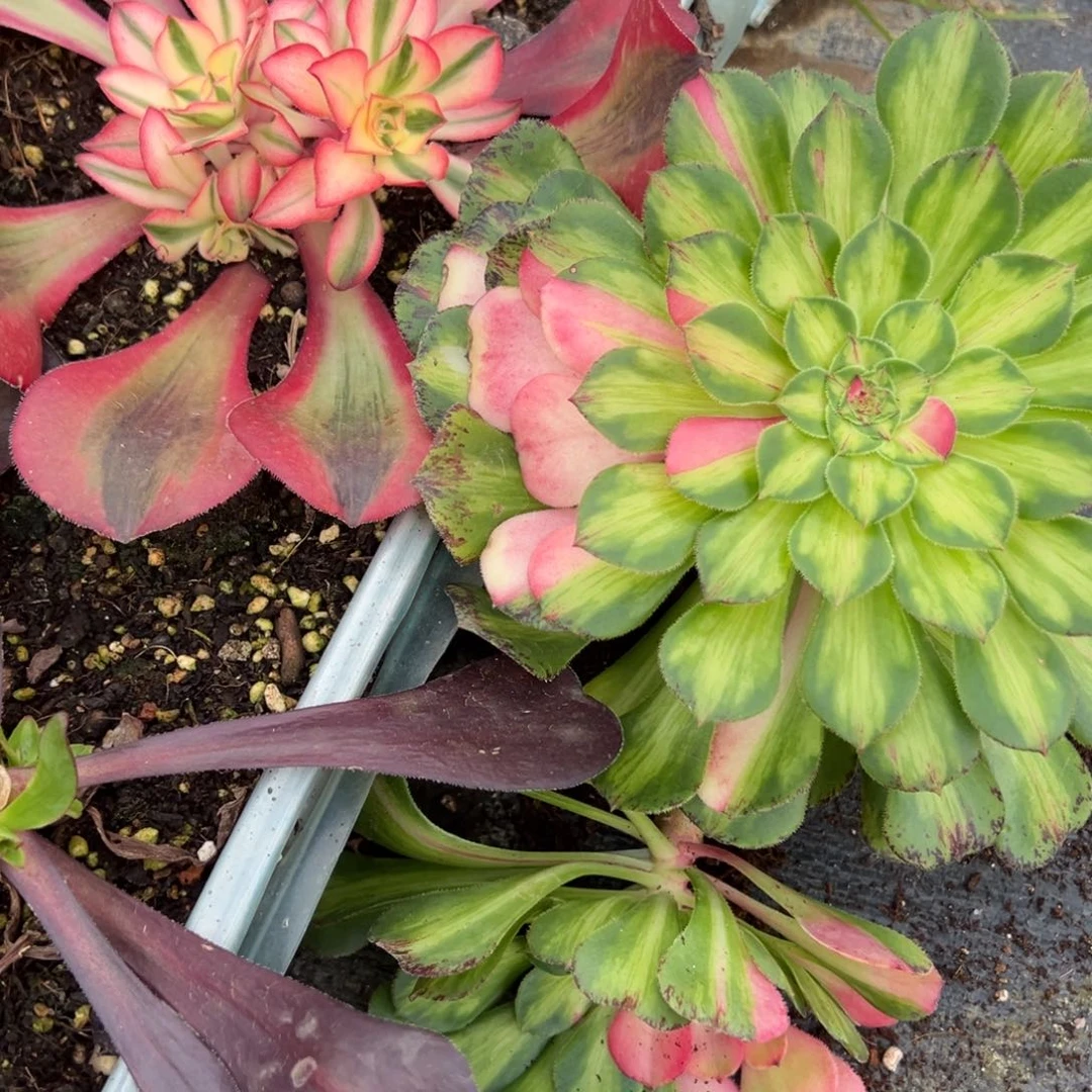 42知否两颗多肉紫鞋子