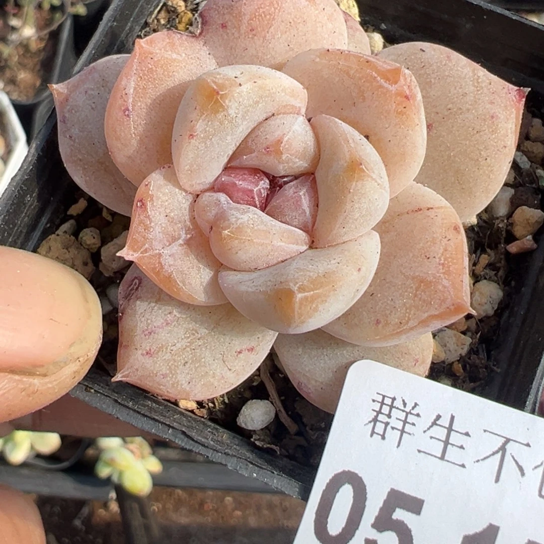 小卡拉米糖心一物一拍5-152