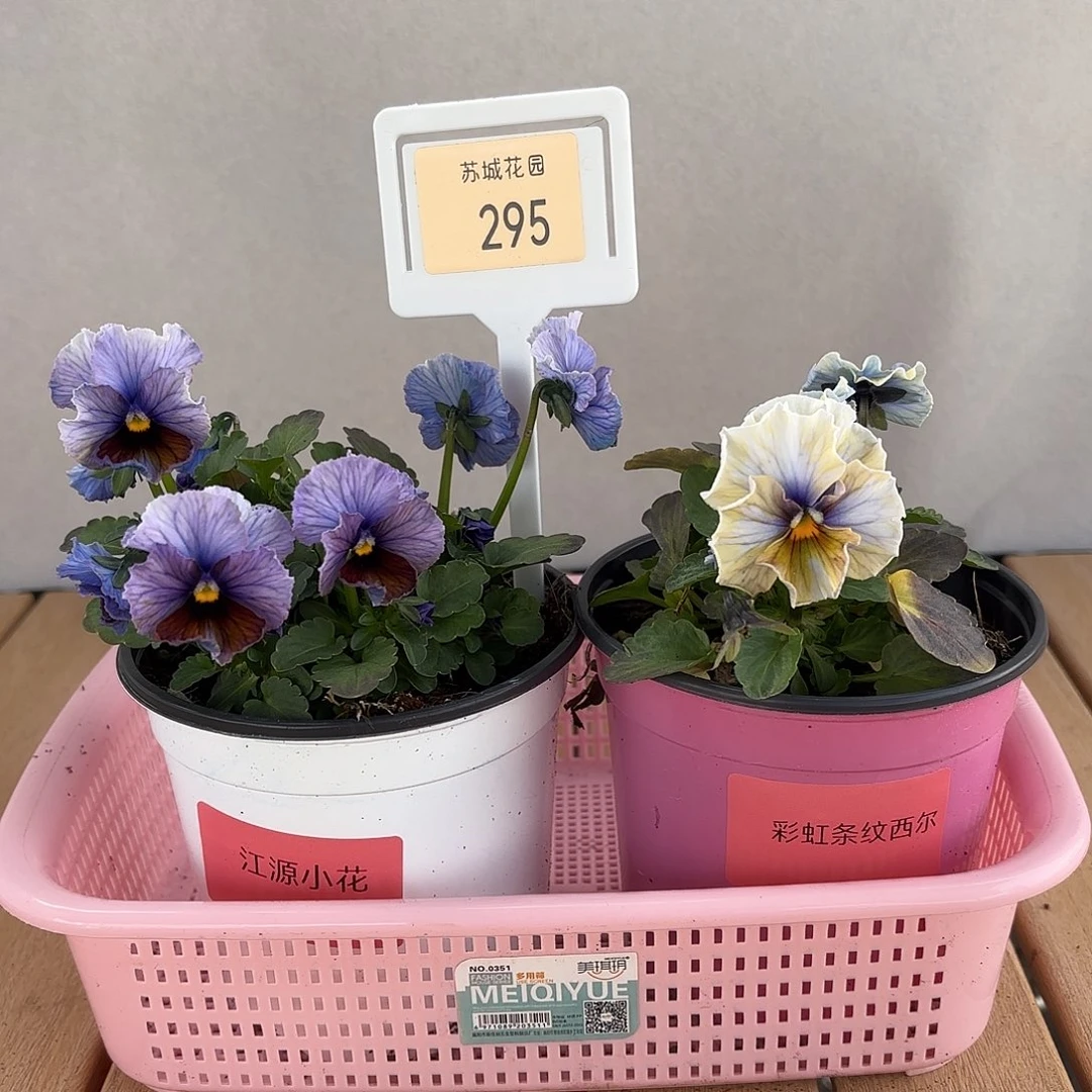 大部分开放少量花苞295