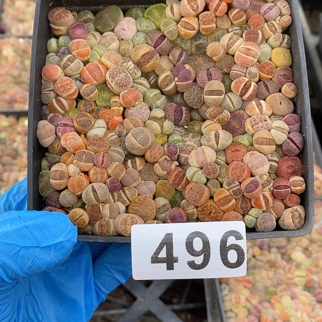紫**海生石花带盆土 496
