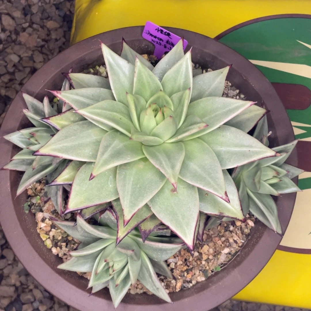 怪***侠多肉植物，山人园艺