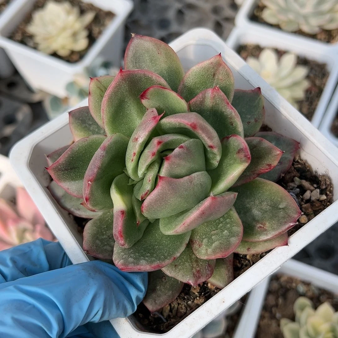 灰天鹅少锦，多肉植物