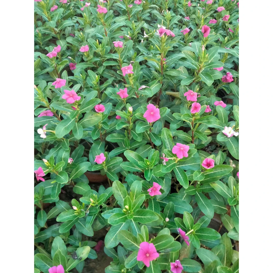 长春花盆栽四季开花多年生适合阳台庭院带花苞花卉