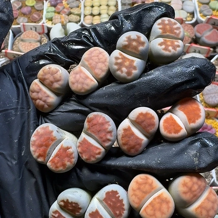 生石花3:：：。  3号