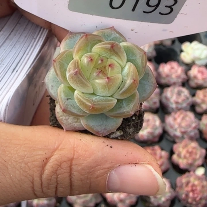 193号       甜心12