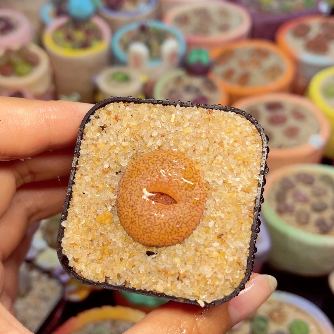 724. 678857885688776666