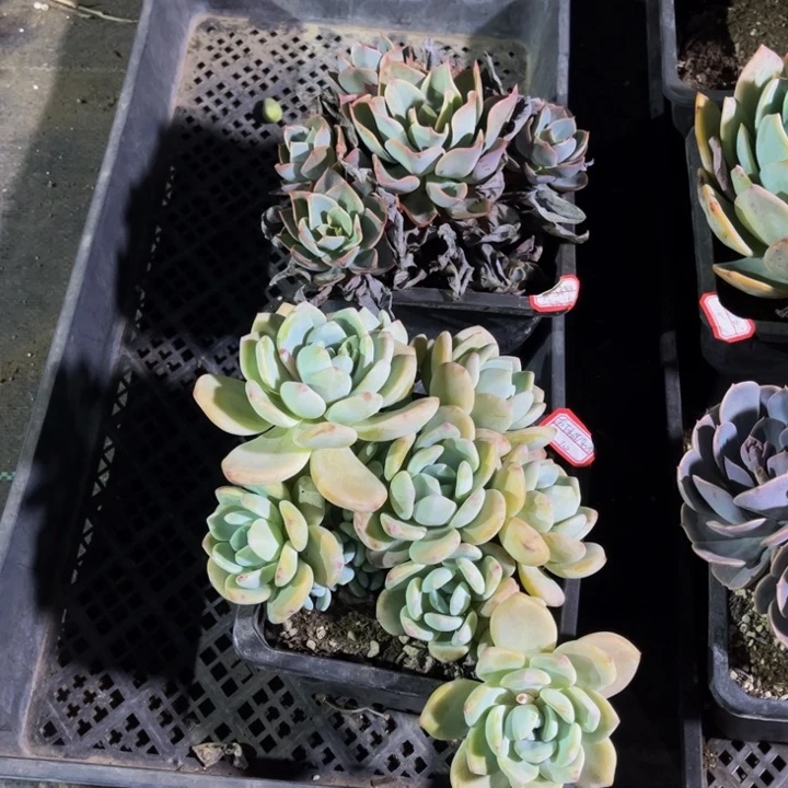 布****—蓝宫一颗冷香一颗