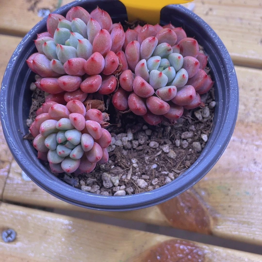 982号 老桩全状态雪桃