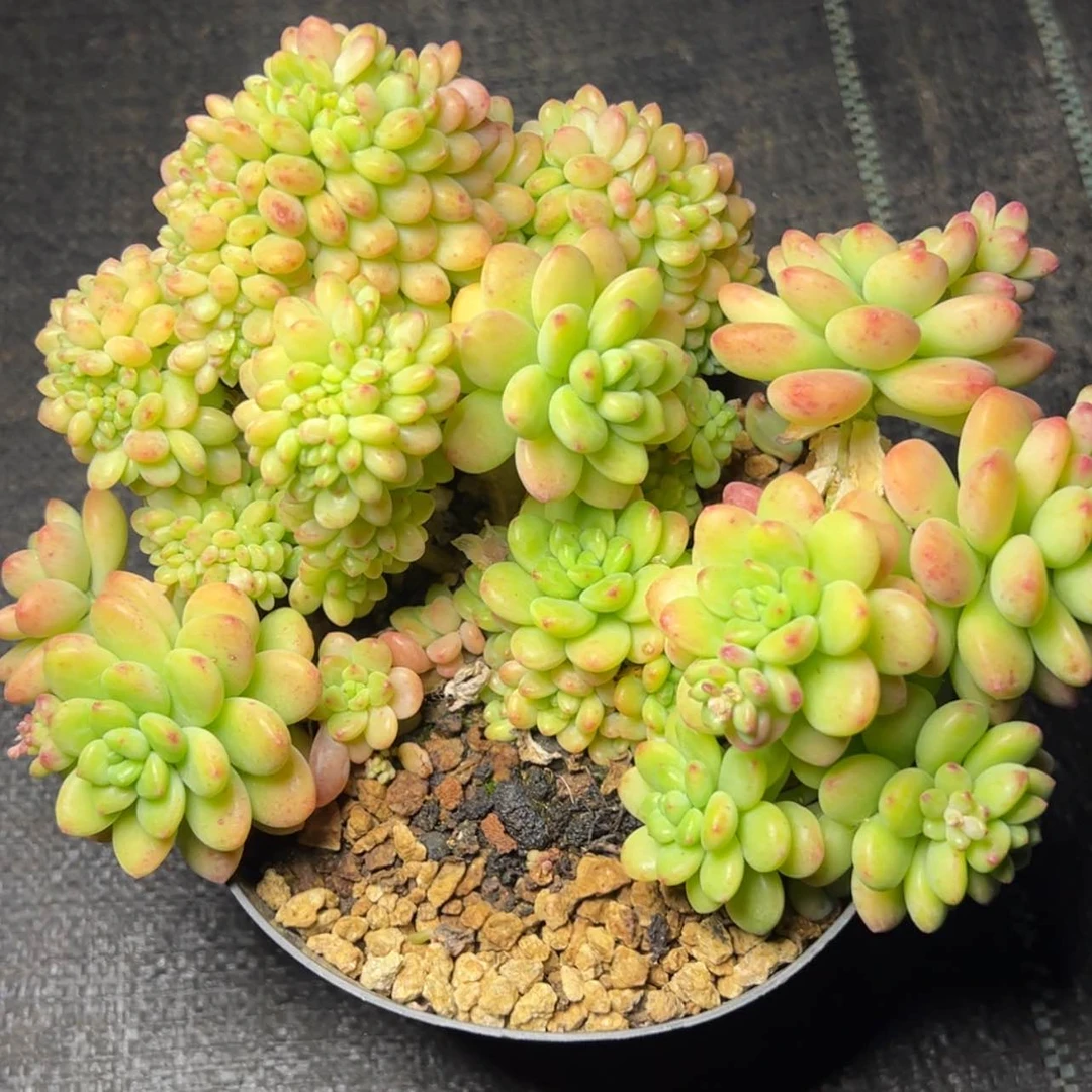 【闪购商品】风****过香格里拉缀多肉78